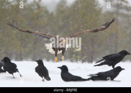 Wilde Adult Seeadler (Haliaetus Horste) im Flug Stockfoto