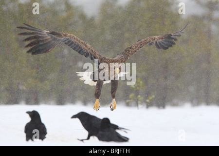 Wilde Adult Seeadler (Haliaetus Horste) im Flug Stockfoto