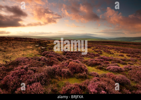 Sonnenaufgang über dem Heidekraut Moorland auf Dumpit Hügel in der Nähe von Hebden in der Yorkshire Dales of England Stockfoto