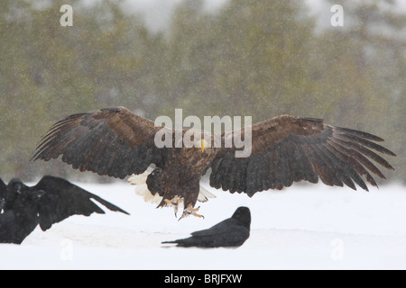 Wilde Adult Seeadler (Haliaetus Horste) im Flug Stockfoto