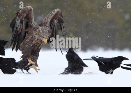 Wilde Adult Seeadler (Haliaetus Horste) und Kolkrabe (Corvus Corax) in Schneefall. Europa Stockfoto