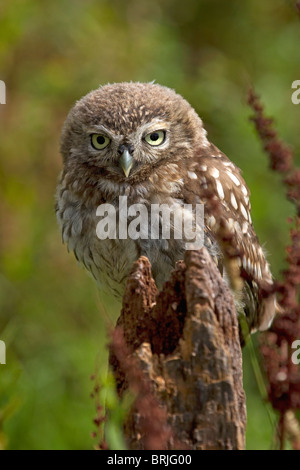 Steinkauz (Athene Noctua) sitzen auf post Stockfoto