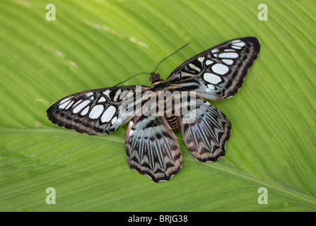 Blaue Clipper Schmetterling, Parthenos Sylvia Lilacinus, Nymphalidae Stockfoto