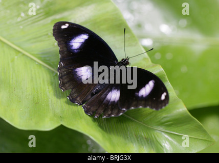 Gemeinsame große Eggfly Schmetterling (männlich), Hypolimnas Bolina, Nymphalidae, Malasia, Süd-Ost-Asien und Neuseeland Stockfoto