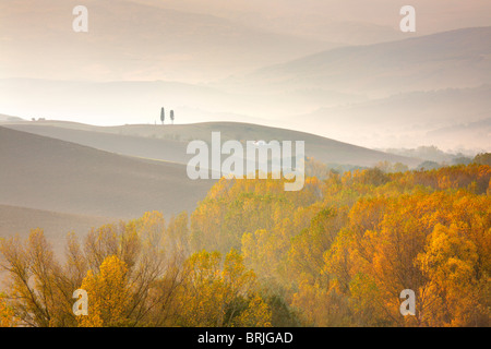 Lodernden Herbst Farbe auf einer nebligen Herbstmorgen in der Val D'Orcia Region der Toskana Stockfoto