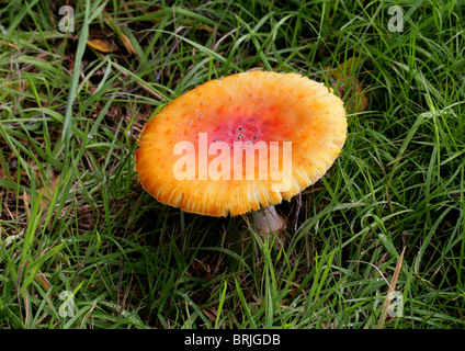 Fliege Agaric Fliegenpilz, Amanita Muscaria, Amanitaceae. Alte Muster. Stockfoto