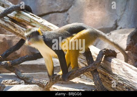 Henry Doorly Zoo - Wolfs Mona Monkey Stockfoto