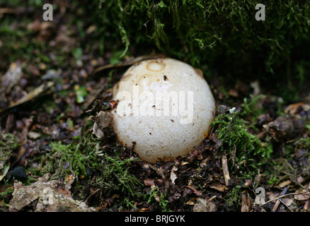 Junge Stinkmorchel Pilz oder "Hexen Eggs", Phallus Impudicus, Phallaceae. Stockfoto