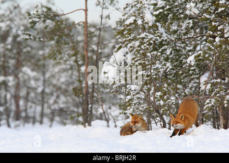 Wilde rote Füchse (Vulpes Vulpes) ruhen im Moor, Dehnung eine. Stockfoto