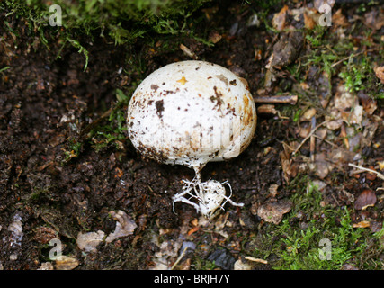 Junge Stinkmorchel Pilz oder "Hexen Eggs", Phallus Impudicus, Phallaceae. Stockfoto