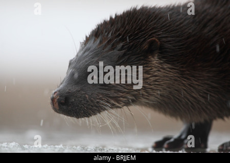 Wilde Europäische Otter (Lutra Lutra) Portrait von Erwachsenen Stockfoto