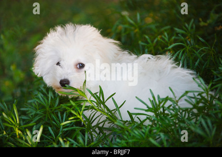 Bichon Frise Welpen im Garten Stockfoto