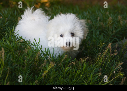 Bichon Frise Welpen im Garten Stockfoto