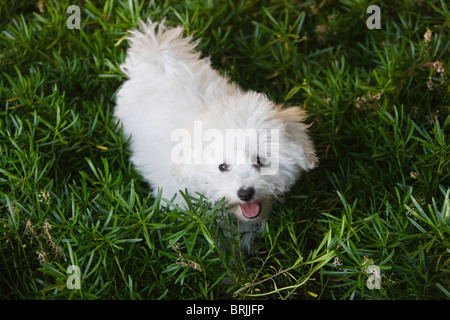 Bichon Frise Welpen im Garten Stockfoto