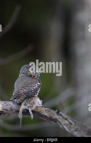 Die eurasische Pygmy Eule (Glaucidium Passerinum) auf AST hält Beute mit Krallen Stockfoto