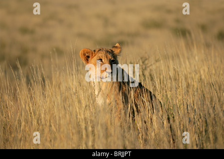 Junger Löwe Cub (Panthera Leo) sitzen unter den Gräsern, Kgalagadi Transfrontier Park, Südafrika Stockfoto