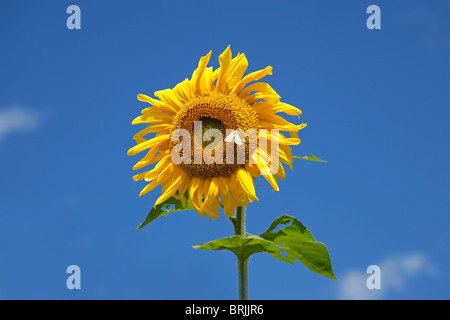 Gelbe Sonnenblumen vor blauem Himmel Stockfoto