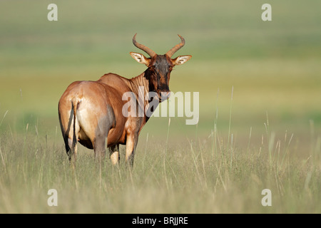 Seltene Kudus Antilope (Damaliscus Lunatus), Südafrika Stockfoto