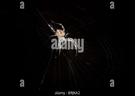 Kreuz oder europäische Spinne (Araneus Diadematus) im Netz Stockfoto