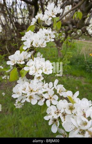 Obstgarten-Apfelblüte eine Quelle der Vitamine Stockfoto