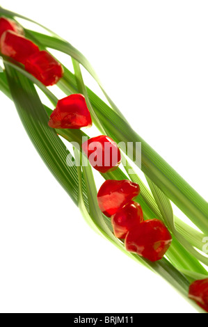 Granatapfelkerne angeordneten Klingen von Weizengras Stockfoto