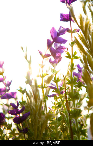 Sonnendurchflutetes Wildblumen Stockfoto