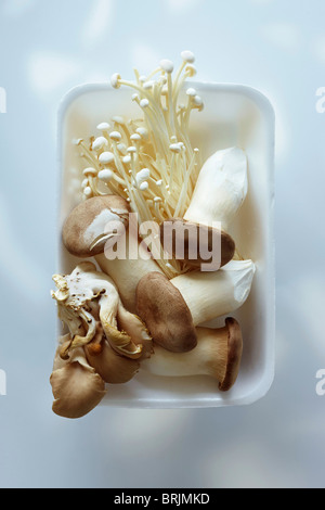 Auster, König und Enoki-Pilze in einem Styropor-Behälter Stockfoto