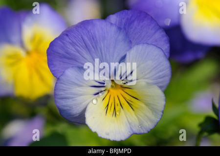 Nahaufnahme von Viola Stockfoto