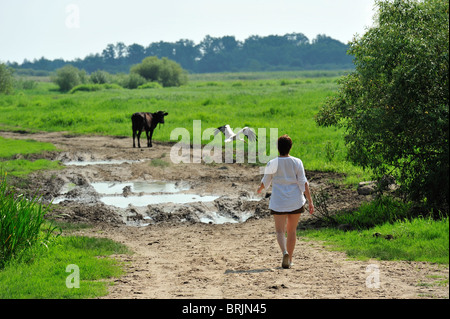 Biebrza River National Park, hat junge Dame, ein Spaziergang Witz ein Storch und Kuh Stockfoto