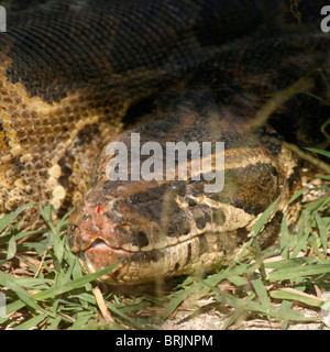 Der Kopf von einem afrikanischen Rock-Python (Python Sebae), Uganda Stockfoto