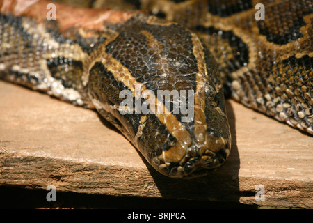 Der Kopf von einem afrikanischen Rock-Python (Python Sebae), Uganda Stockfoto
