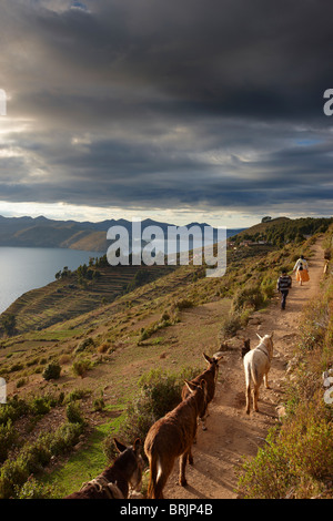 Rush Hour, Isla del Sol, Titicacasee, Bolivien Stockfoto