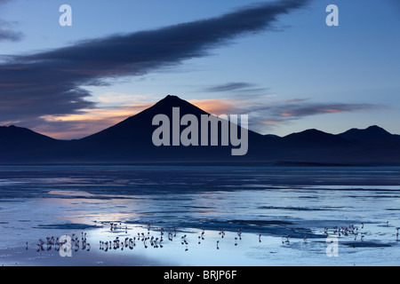 Flamingos an der Laguna Colorada bei Dämmerung, Eduardo Avaroa Anden Fauna Nationalreservat, Bolivien Stockfoto