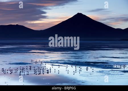 Flamingos an der Laguna Colorada bei Dämmerung, Eduardo Avaroa Anden Fauna Nationalreservat, Bolivien Stockfoto