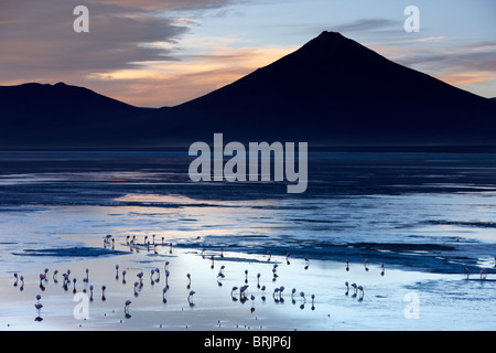 Flamingos an der Laguna Colorada bei Dämmerung, Eduardo Avaroa Anden Fauna Nationalreservat, Bolivien Stockfoto