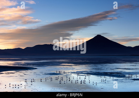 Flamingos an der Laguna Colorada bei Dämmerung, Eduardo Avaroa Anden Fauna Nationalreservat, Bolivien Stockfoto