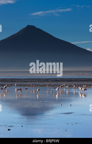 Flamingos an der Laguna Colorada bei Dämmerung, Eduardo Avaroa Anden Fauna Nationalreservat, Bolivien Stockfoto