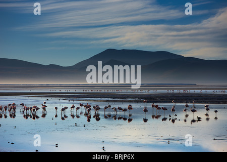 Flamingos an der Laguna Colorada bei Dämmerung, Eduardo Avaroa Anden Fauna Nationalreservat, Bolivien Stockfoto