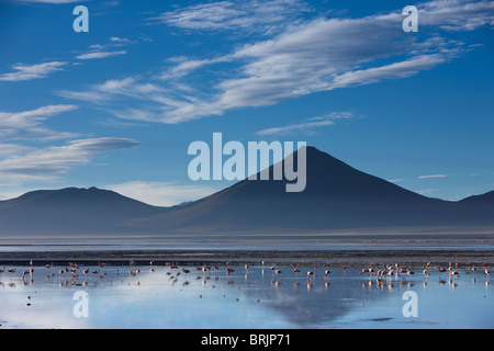 Flamingos an der Laguna Colorada bei Dämmerung, Eduardo Avaroa Anden Fauna Nationalreservat, Bolivien Stockfoto