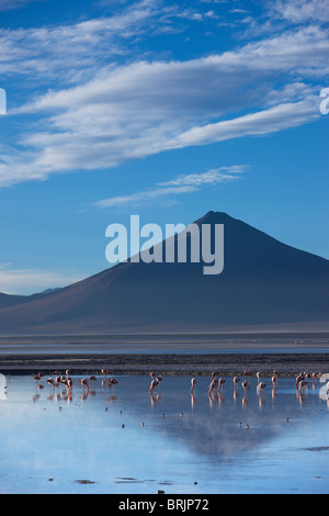 Flamingos an der Laguna Colorada bei Dämmerung, Eduardo Avaroa Anden Fauna Nationalreservat, Bolivien Stockfoto