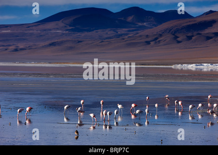 Flamingos an der Laguna Colorada, Eduardo Avaroa Anden Fauna Nationalreservat, Bolivien Stockfoto