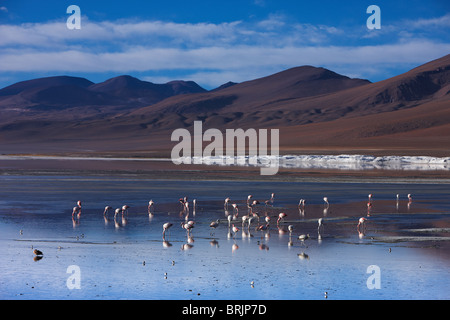 Flamingos an der Laguna Colorada, Eduardo Avaroa Anden Fauna Nationalreservat, Bolivien Stockfoto