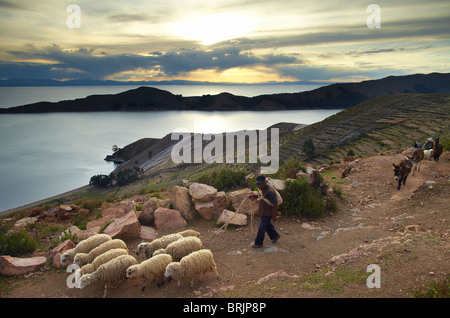 ein Bauer mit seinen Schafen auf der Isla del Sol, Titicacasee, Bolivien Stockfoto