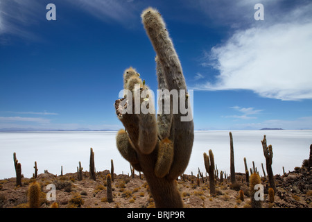 der Salar de Uyuni, Bolivien Stockfoto