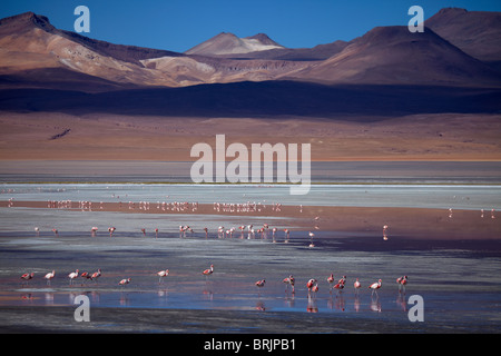 James Flamingos an der Laguna Colorada, Eduardo Avaroa Anden Fauna Nationalreservat, Bolivien Stockfoto