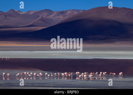 James Flamingos an der Laguna Colorada, Eduardo Avaroa Anden Fauna Nationalreservat, Bolivien Stockfoto