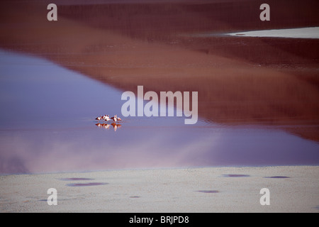 James Flamingos an der Laguna Colorada, Eduardo Avaroa Anden Fauna Nationalreservat, Bolivien Stockfoto