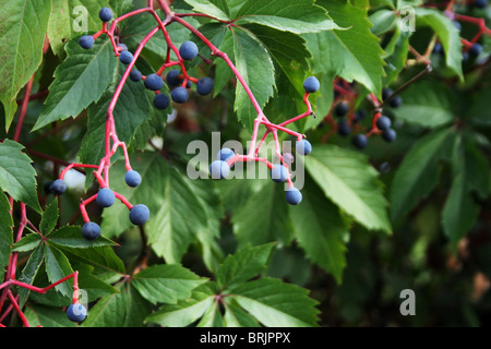 Wildem Wein oder 5-blättrig Efeu (Parthenocissus Quinquefolia) Stockfoto