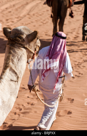 Kamel-Reise in Wadi Rum, Jordanien. Stockfoto