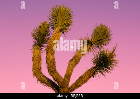 Mond hinter Joshua Tree (Yucca Brevifolia) mit rosa Himmel in Joshua Tree Nationalpark, Kalifornien, USA. Stockfoto